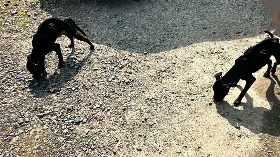 Trýznivé týrání. Své psy nechali majitelé vyhladovět téměř k smrti
