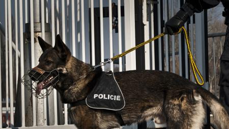 Dokáží najít drogy i vyhledat hořlaviny. V Plzeňském kraji slouží 74 policejních psů