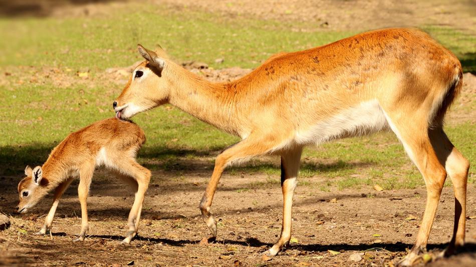 Plzeňská zoo slaví výročí. Narodila se v ní stá voduška červená