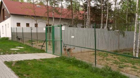 Městská policie v Plzni hledá majitele ztracených pejsků