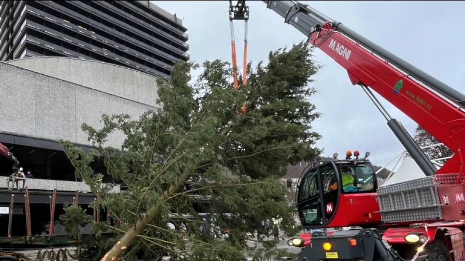 Karlovy Vary mění vánoční strom. Původní má polámané větve