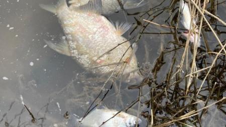 Pod hrází u Českého údolí plavaly desítky mrtvých ryb!