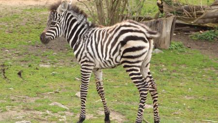 V plzeňské zoo se konaly křtiny, nejmladší zebra dostala jméno Embimbi