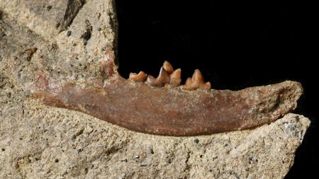 Unikátní nález! Čelist dosud neznámého druhu pravěké šelmy objevili paleontologové na Karlovarsku