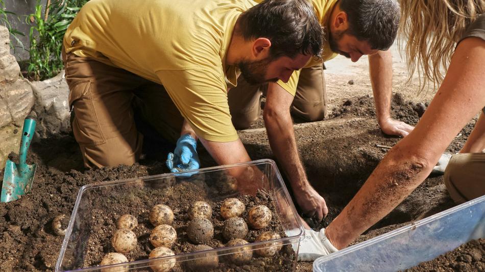 Plzeňská zoo očekává celosvětovou senzaci. Želva obrovská tam nakladla 31 vajec