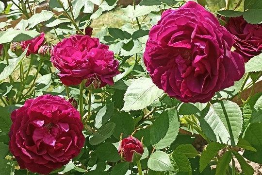 Na zámku v Nebílovech opět vykvetly stovky růží