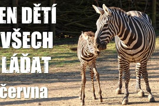 Máte rádi zvířata? Užijte si Dětský den v Zoo Plzeň!