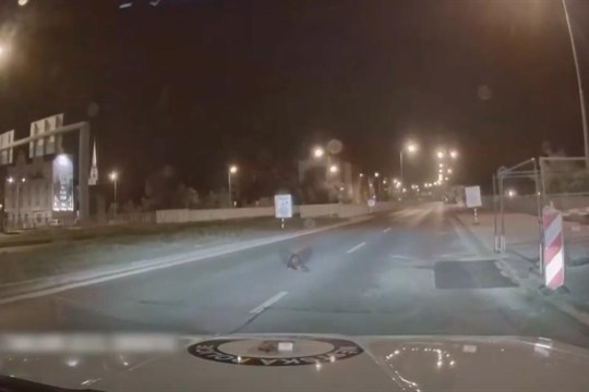 Odvážný jedinec zastavil policejní vůz, aneb Bobří turistika po městě pokračuje