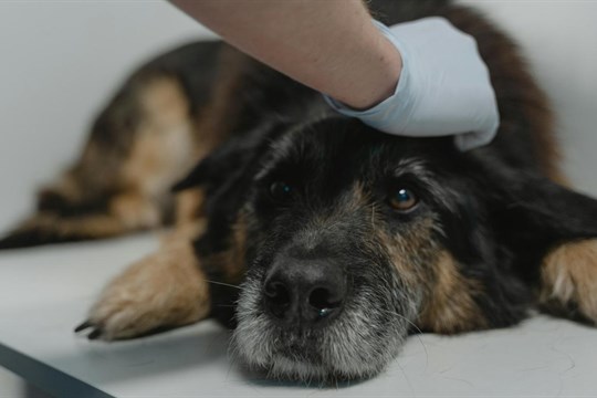 Nová veterinární služba první pomoci pomohla během prvního víkendu téměř dvaceti zvířatům