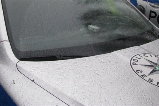 Záhada v Tachově. V řece plavalo 26 zastřelených kachen