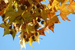 Karlovy Vary si připomenou 17. listopad pietním aktem v parku Anny...