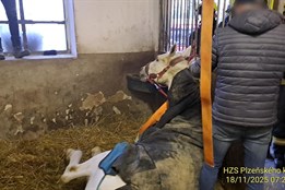 Hasiči vyjížděli na pomoc koni, který se nemohl zvednout na nohy