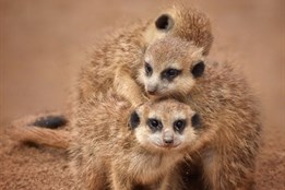 Teplo pro lemury i tygry: ZOO Plasy prosí veřejnost o pomoc s přechodem na zelenou energii