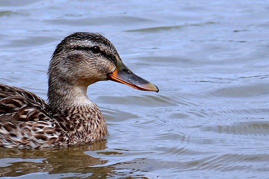 Na Klatovsku se vyskytla ptačí chřipka, veterináři utratili desítky ptáků
