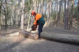 Pozor při procházkách. U Boleveckých rybníků se kácí nebezpečné stromy