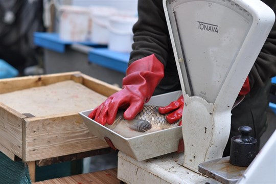 Karlovy Vary chystají poslední letošní farmářské trhy. Nabídnou kapry i cukroví