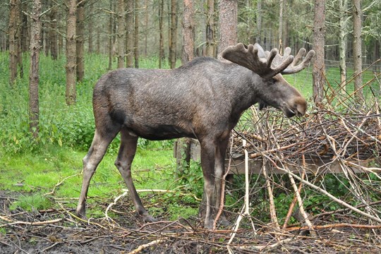 Los Emil je zpět. O víkendu se procházel mezi turisty v Železné Rudě