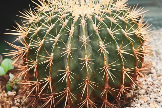 Tradiční výstava kaktusů a sukulentů v Rokycanech nabídne vzácné kusy