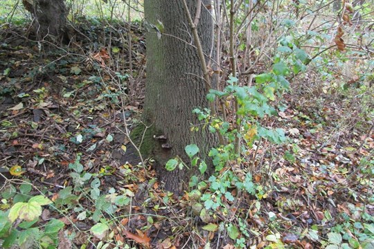 Plzeňské parky procházejí zimní očistou. Prioritou je bezpečnost i boj s následky sucha