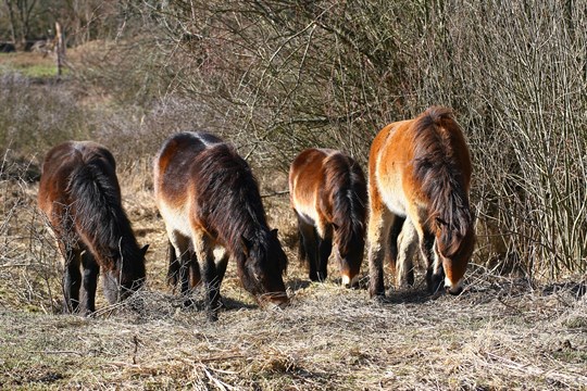 Výlet za výhledy do předjarní krajiny a divokými koňmi: Vyrazte na Šlovický vrch