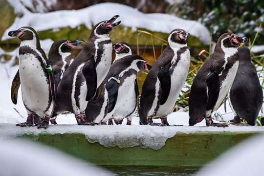 Do zlínské zoo za korunu? Jasně, stačí přinést pololetní vysvědčení