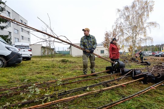 Boj s horkem i krásnější město: Plzeňané vysadí 200 stromů s podporou radnice