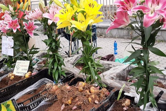 Sezóna čerstvých chutí začíná: Karlovarské farmářské trhy jsou zpět