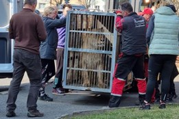 Konec lvů u rokycanského sídliště. Úřady po letech sporů zabavily nelegálně chované šelmy 