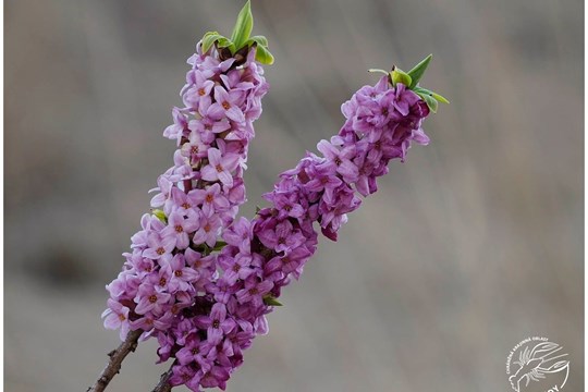 Jedovatá nádhera, která vás může přiotrávit vůní: V Brdech, na Šumavě i v Českém lese právě kvete lýkovec