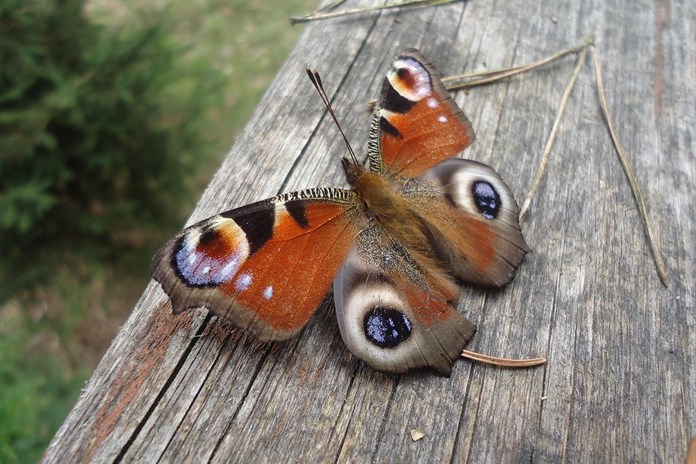 Babočka paví oko