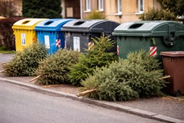 Rokycany spouští svoz vánočních stromků