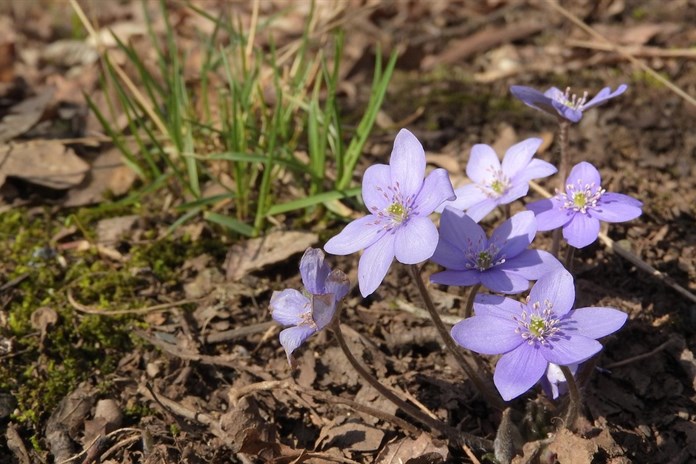 Jaterník podléška