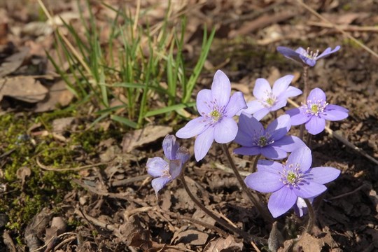 Kam na jarní květy kousek od Plzně? Zkuste Zábělou