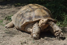 Plzeňská zoo postaví příští rok tropický skleník s pralesem a želvami obrovskými